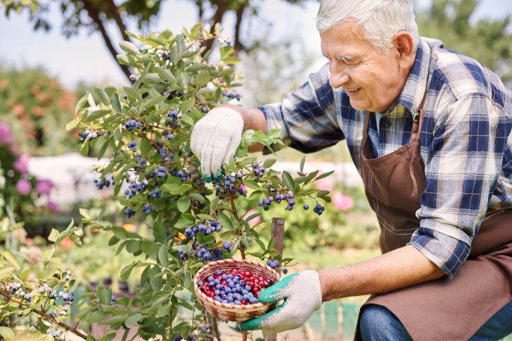 USDA funds MSU-led examination of blueberry rots