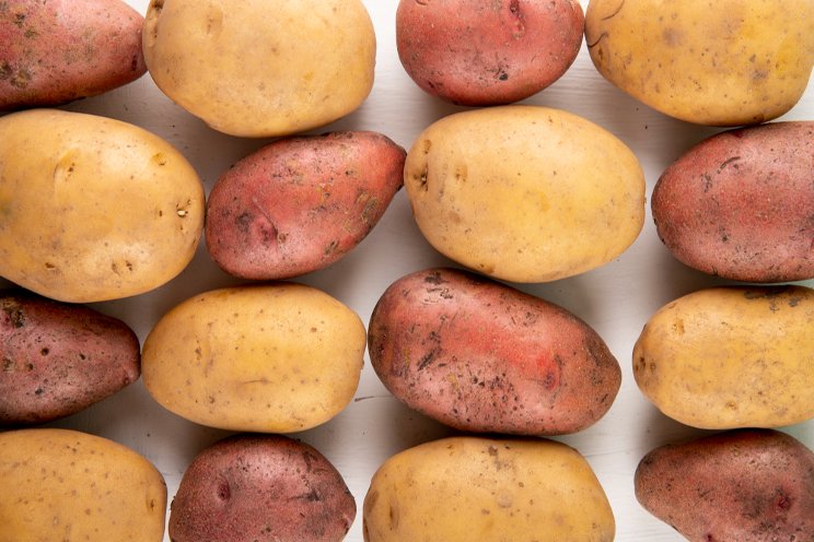 Sweet potato slip production in Canadian greenhouses