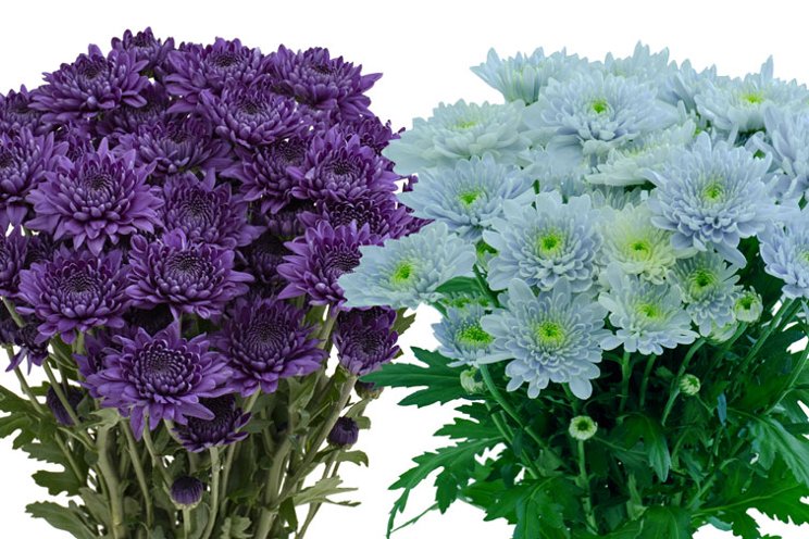 New BluOcean Chrysanthemum in North America New BluOcean Chrysanthemum in North America