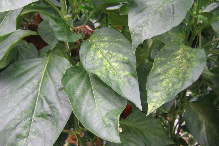 Biological control of spider mites in peppers Biological control of spider mites in peppers