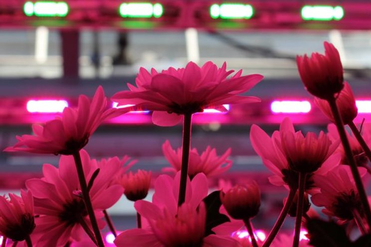 Growing chrysanthemums with less electricity and less heat Growing chrysanthemums with less electricity and less heat