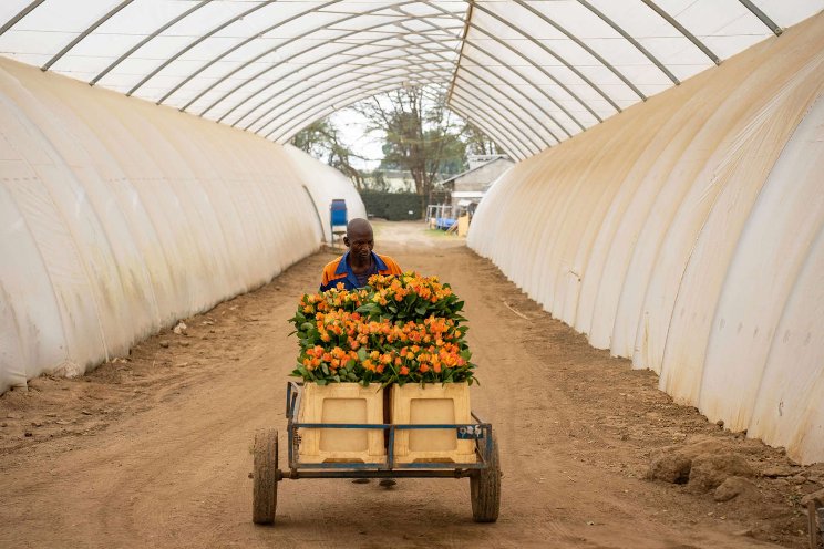 Kenyan flower vendors hopeful for Valentine's Day