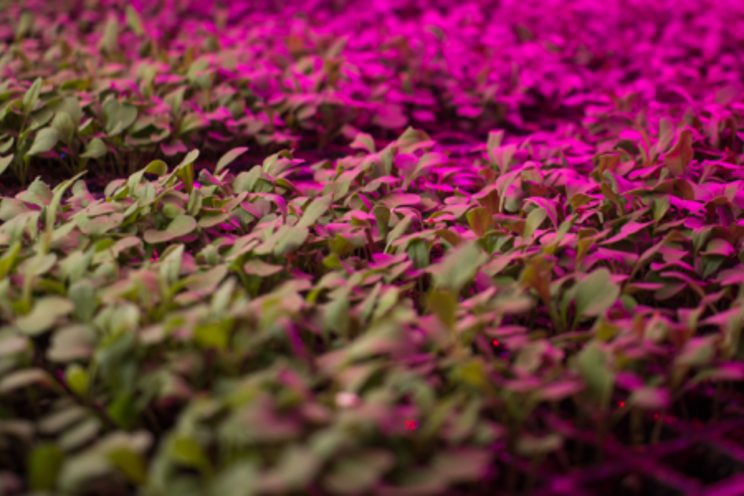 Actemium Canada and GoodLeaf Farms partner Actemium Canada and GoodLeaf Farms partner