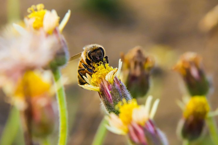 In an Australian tomato farm, drones take the place of bees