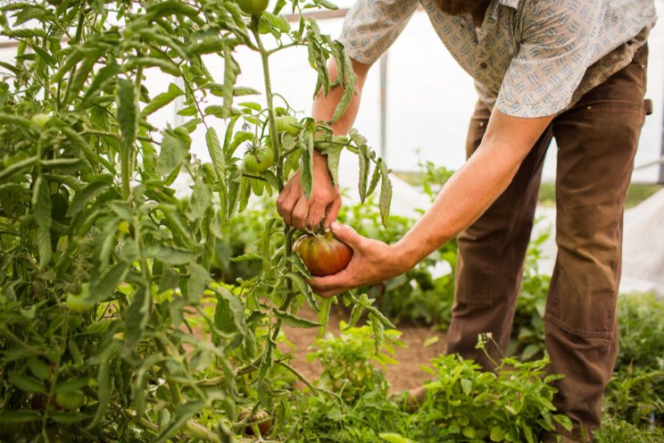 Thanh Sen Youth Cooperative is pioneering organic farming Thanh Sen Youth Cooperative is pioneering organic farming