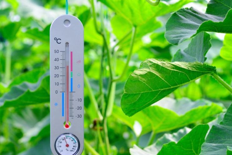 How temperature control affects the quality of greenhouse plants