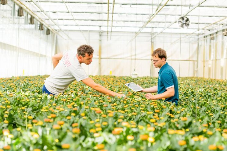 How data drives greenhouse production