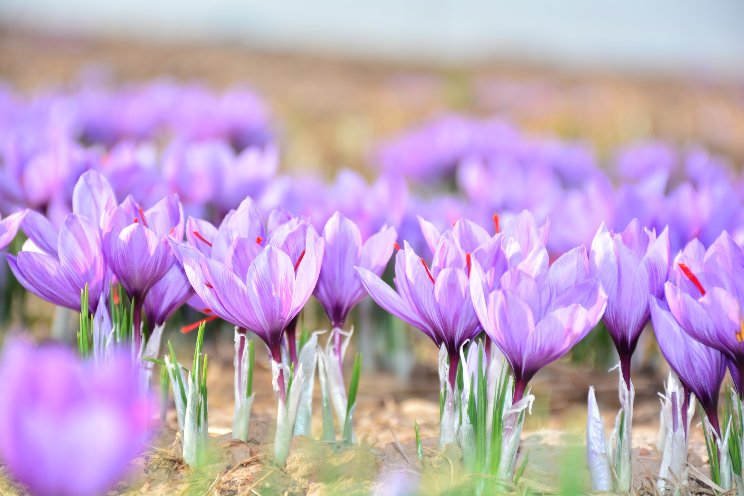 Saffron farmers fight climate change with CEA Saffron farmers fight climate change with CEA