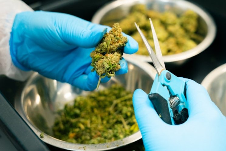 The great cannabis cultivation debate: hand- or machine-trim?