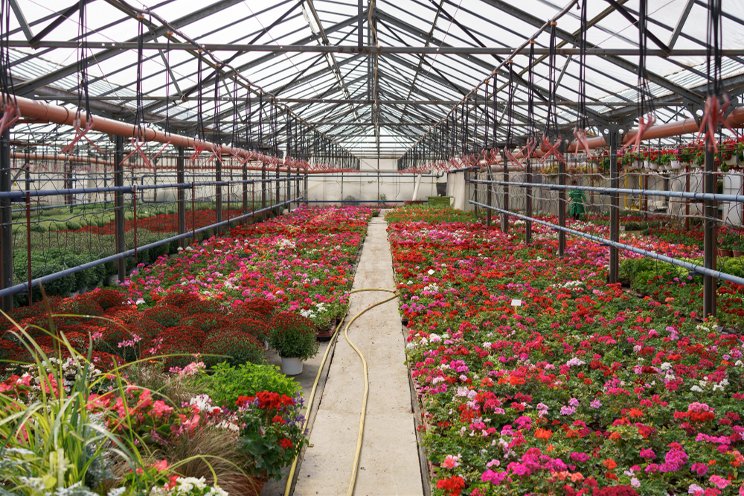 Plant health and biologicals for disease management Plant health and biologicals for disease management