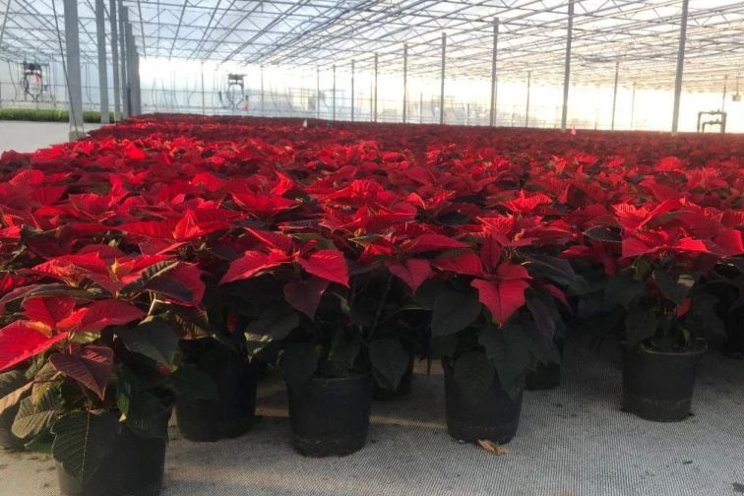 Late-season poinsettia height management strategies