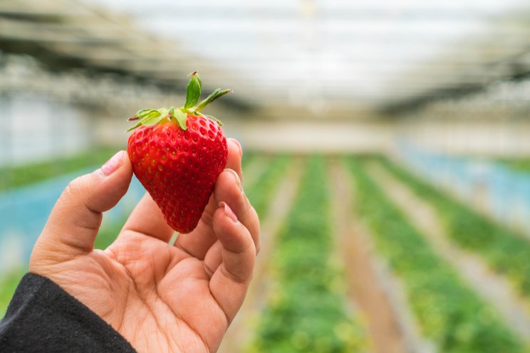 Get in the know on greenhouse strawberries