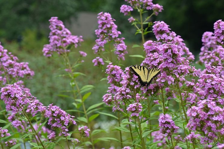 2024 Perennial Plant of the Year announced 2024 Perennial Plant of the Year announced