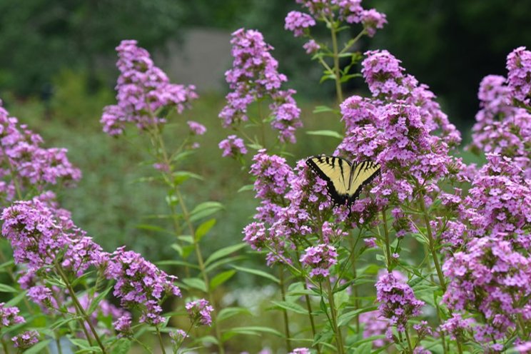 2024 Perennial Plant of the Year announced