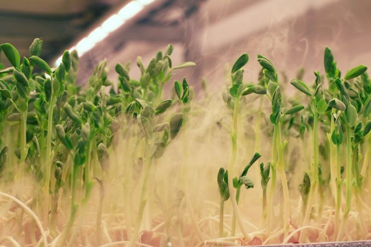 LettUs Grow wins a top spot in EnviroTech 50 LettUs Grow wins a top spot in EnviroTech 50