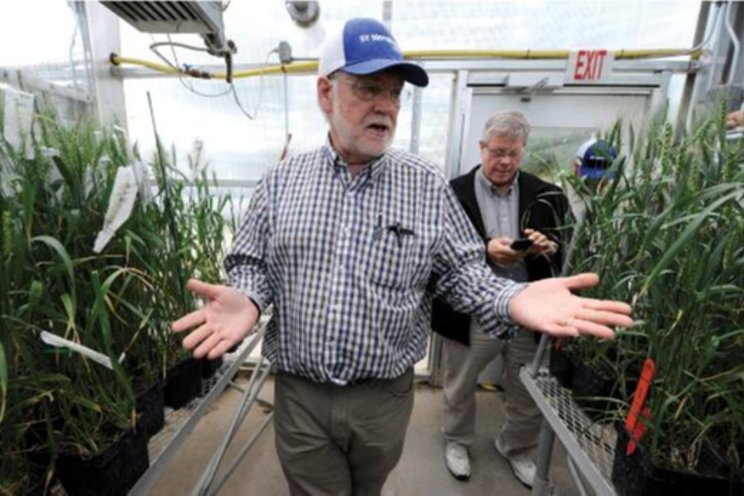 The dawn of hybrid wheat The dawn of hybrid wheat
