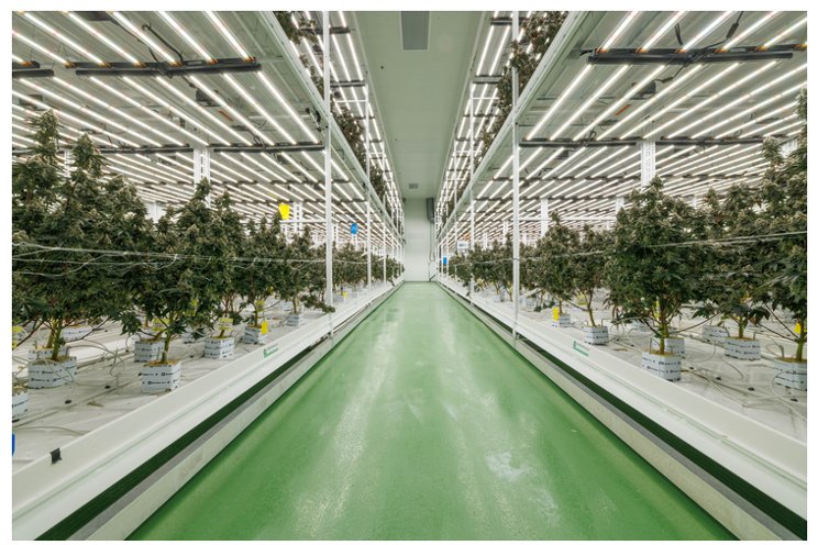 Fluence optimizing success in urban medicinal cannabis grow Fluence optimizing success in urban medicinal cannabis grow