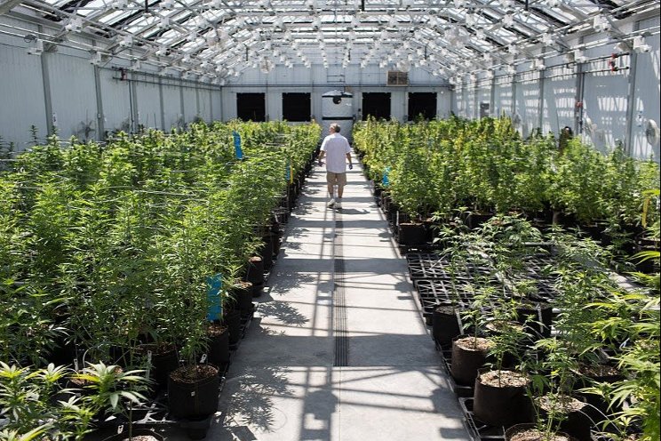 Minnesota medical cannabis director resigns Minnesota medical cannabis director resigns