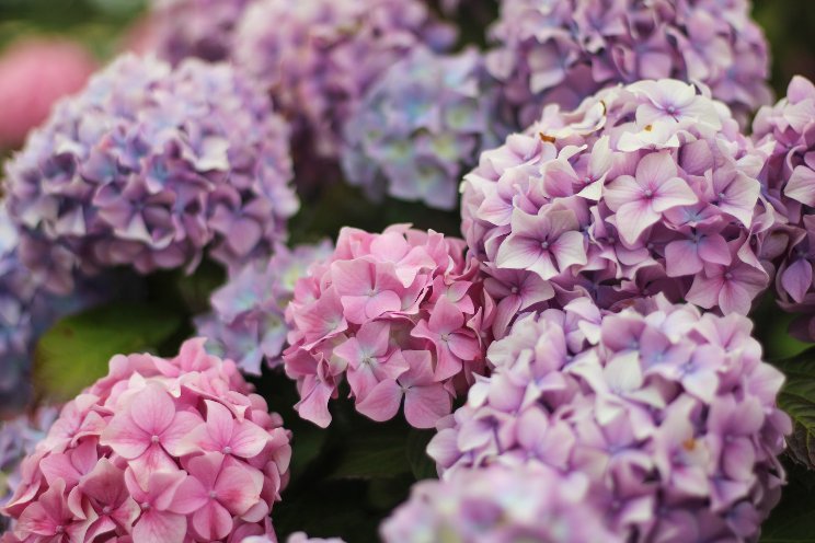 New formulation to hydrate and condition hydrangeas