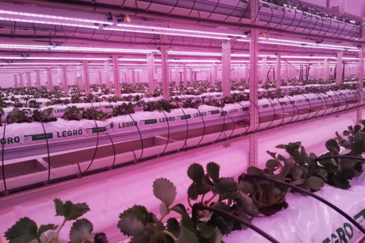 FlexFarming starts new strawberry trial