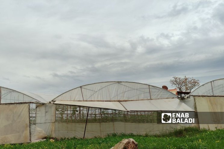 Tartus farmers replace tomato crops with more profitable bananas