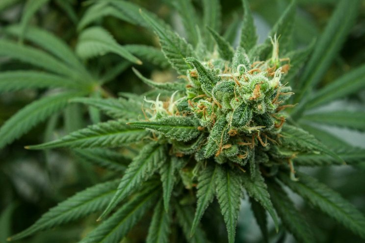 The effect of organic biostimulants on cannabis