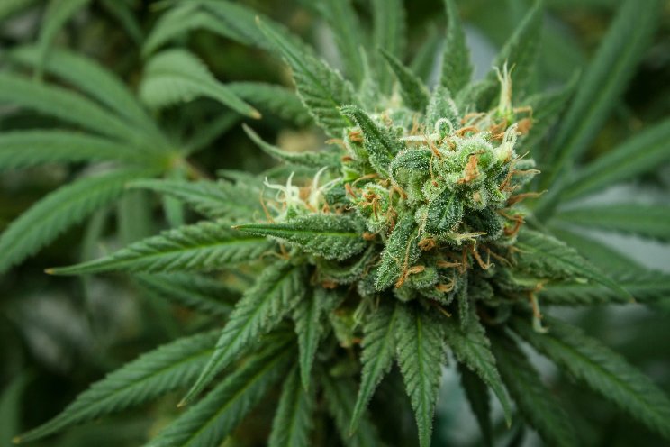 Busting 10 myths around medical cannabis in India Busting 10 myths around medical cannabis in India