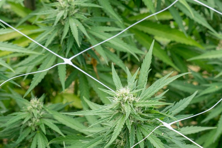 Cannabis flower may help reduce fatigue, study finds Cannabis flower may help reduce fatigue, study finds