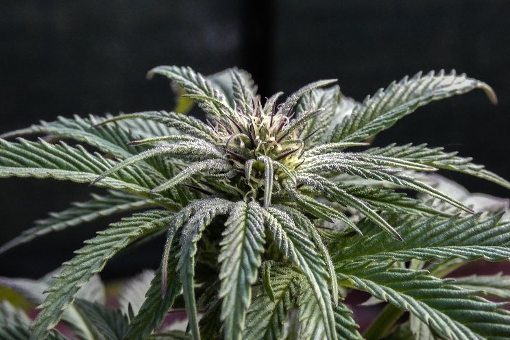 Cultivators to gather for ‘Remarkable’ cannabis event Cultivators to gather for ‘Remarkable’ cannabis event