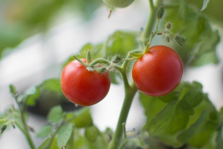 Registration 4th Autonomous Greenhouse Challenge is open Registration 4th Autonomous Greenhouse Challenge is open