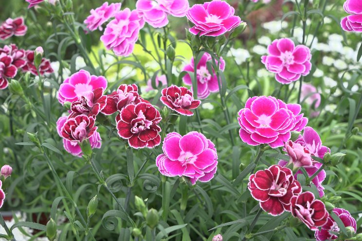 FlowerTrials 2024 - the anniversary edition