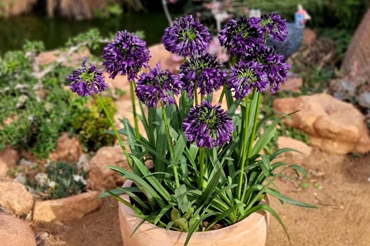 Warm May delivers growth in British garden sales Warm May delivers growth in British garden sales