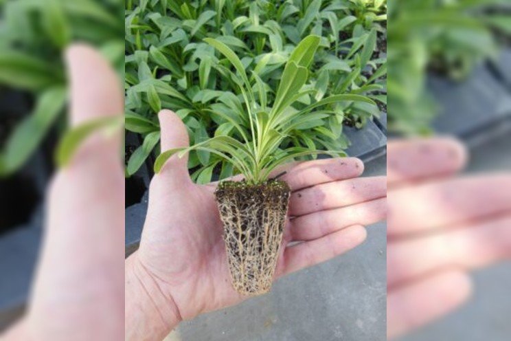 How to improve rooting uniformity with rooting hormones