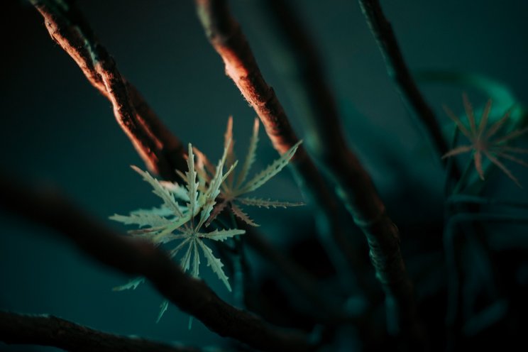 Understanding the role of light in greenhouse cannabis
