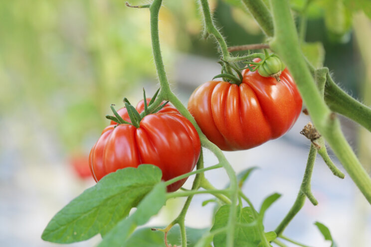 With water in the West scarce, some tomato farmers look to hydroponics