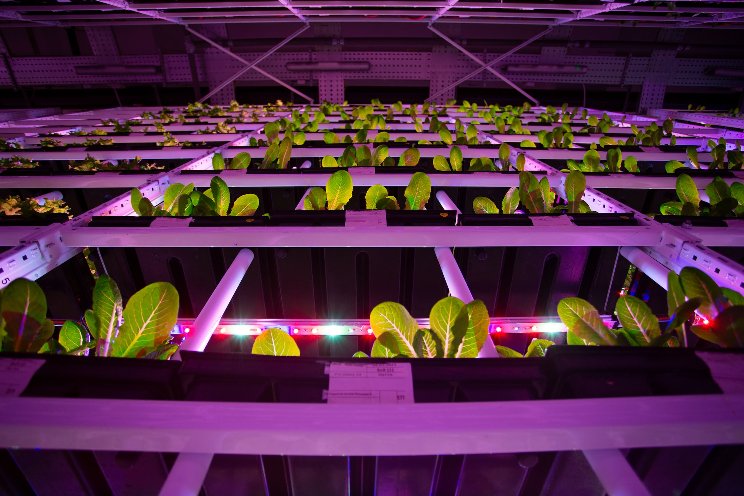 Energy costs create headwinds for vertical farms Energy costs create headwinds for vertical farms