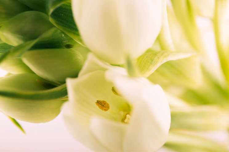 Royal Anthos and Slow Flowers Society partner to boost U.S. lily farming Royal Anthos and Slow Flowers Society partner to boost U.S. lily farming