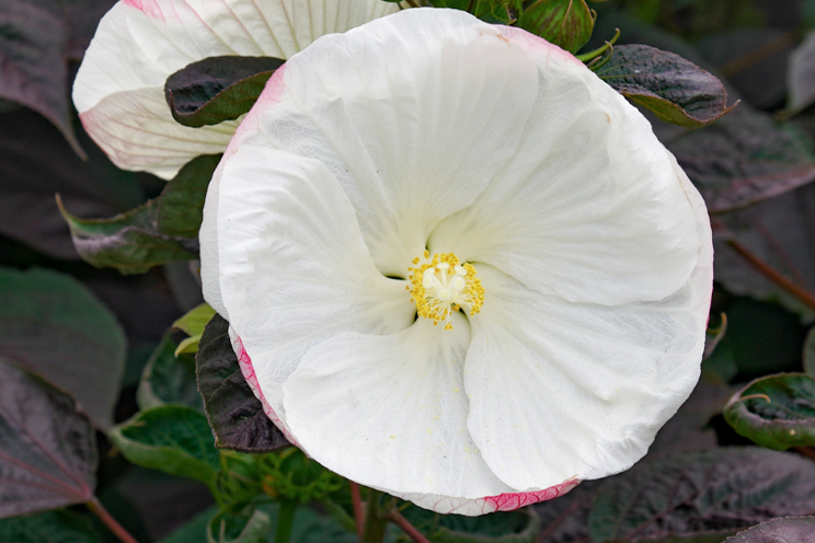 Proven Winners introduces 100+ new varieties for 2025 Proven Winners introduces 100+ new varieties for 2025