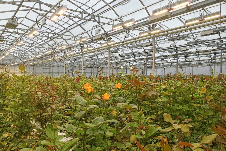 Harnessing light's power for cut flower production