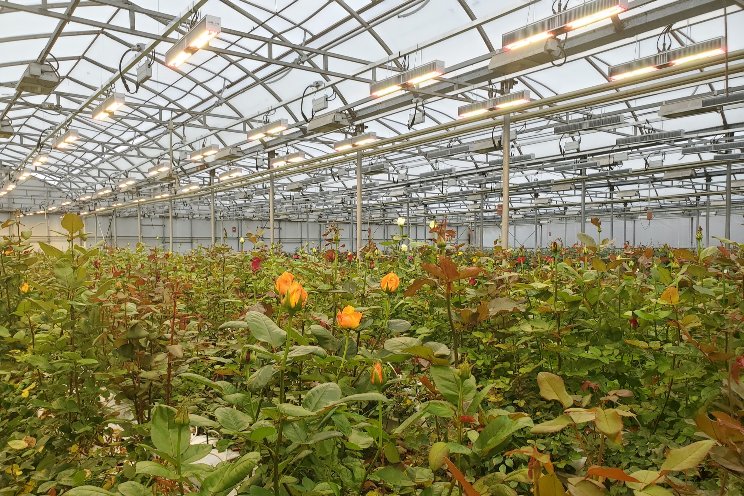 Harnessing light's power for cut flower production Harnessing light's power for cut flower production