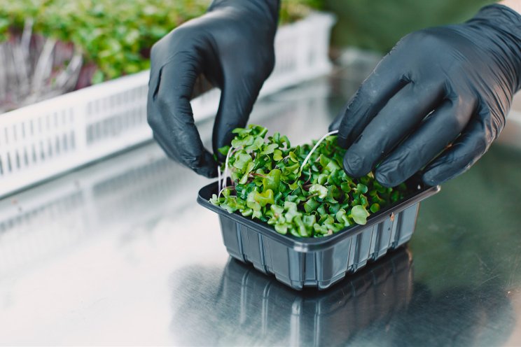 Microgreens: Superfoods for the future, easy to grow