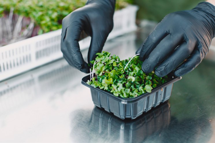 Microgreens: Superfoods for the future, easy to grow Microgreens: Superfoods for the future, easy to grow