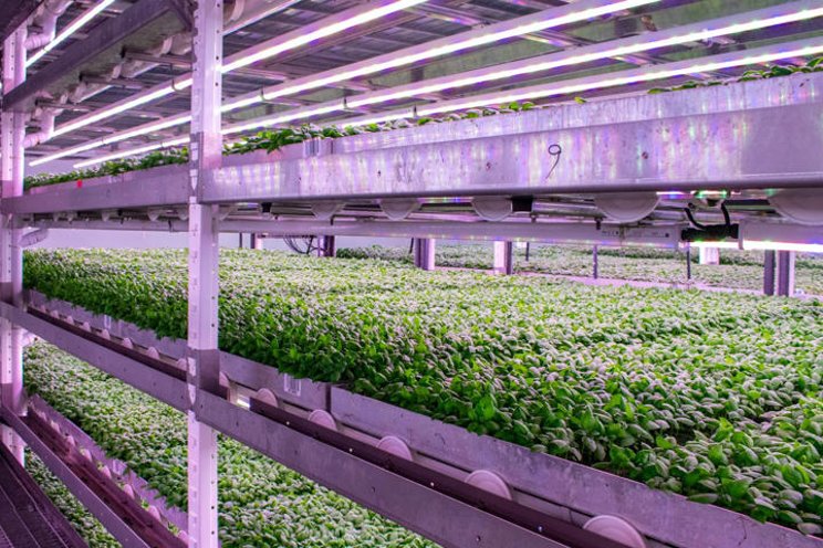 Futuristic farming tech to solve food crisis