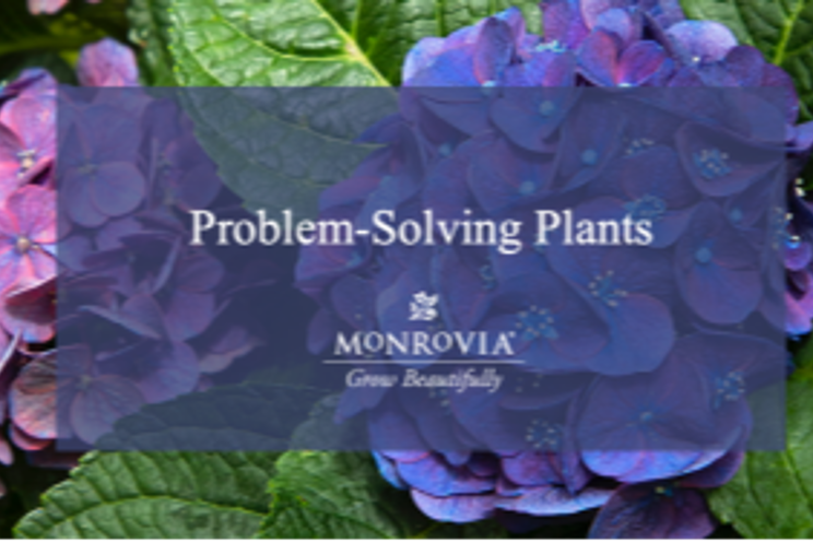 Perfect plants for problem areas