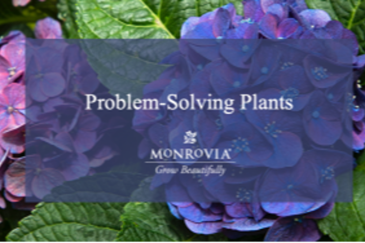 Perfect plants for problem areas Perfect plants for problem areas