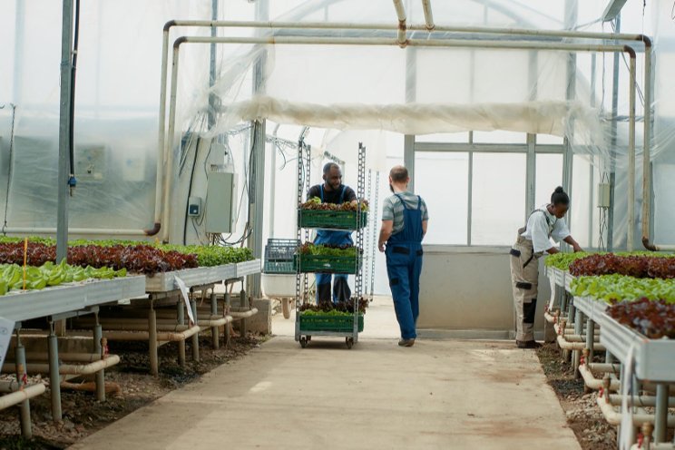 Hydroponic greenhouses becoming more popular in the North Hydroponic greenhouses becoming more popular in the North