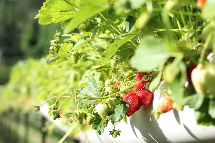 Five new disease-resistant strawberry varieties Five new disease-resistant strawberry varieties