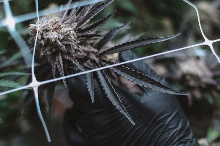 Oklahoma cracks down on medical cannabis growers’ signage Oklahoma cracks down on medical cannabis growers’ signage