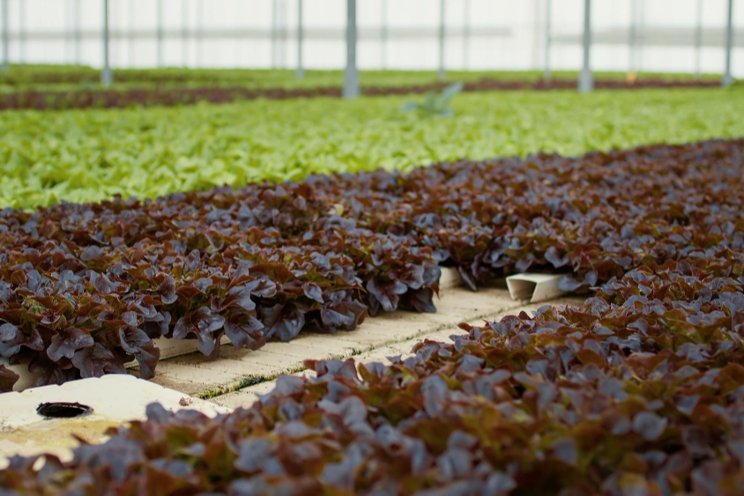 AmericanHort Survey confirms critical state of labor for horticulture AmericanHort Survey confirms critical state of labor for horticulture