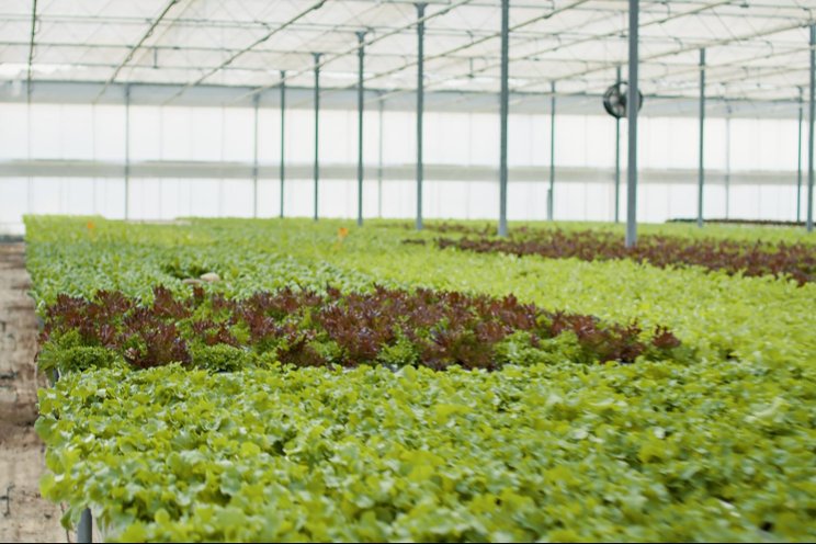 CAAIN launches smart farm network competition CAAIN launches smart farm network competition